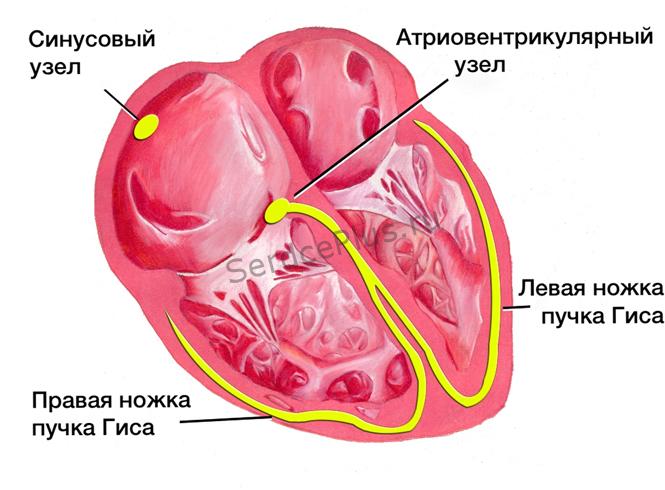 Сердечная электросеть