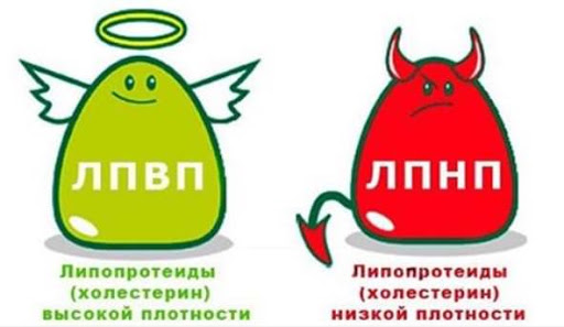 Баланс холестерина. Для чего холестерин нужен организму?